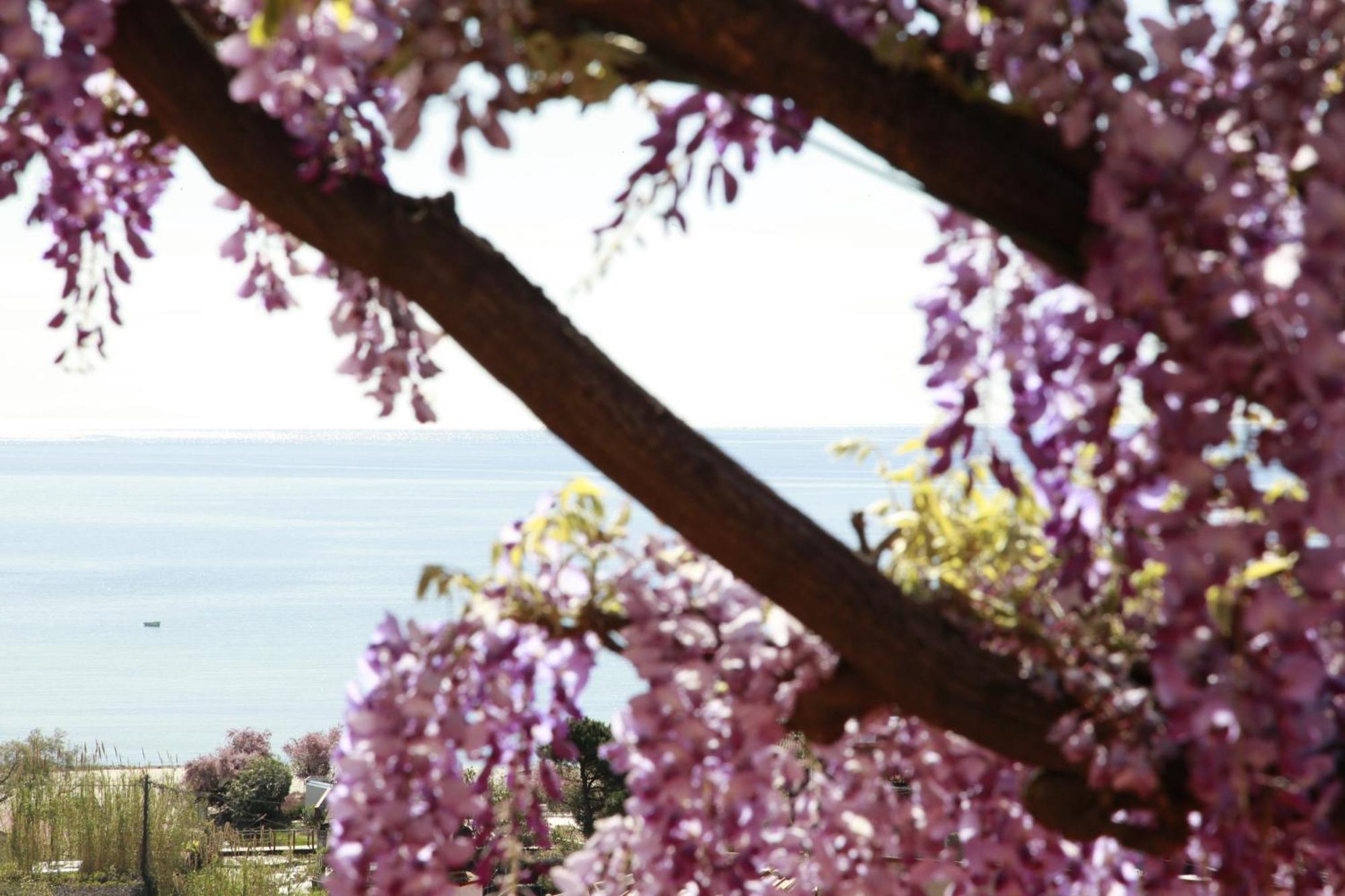 Hotel Galli - Wellness & Spa 费托瓦亚 外观 照片